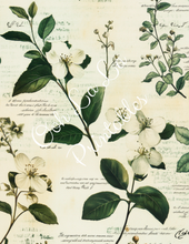 Load image into Gallery viewer, Travis&#39;s Vintage Botanicals Bundle- Ooh La La Printables