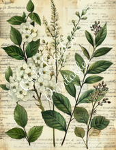 Load image into Gallery viewer, Travis&#39;s Vintage Botanicals Bundle- Ooh La La Printables