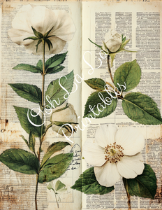Travis's Vintage Botanicals Bundle- Ooh La La Printables