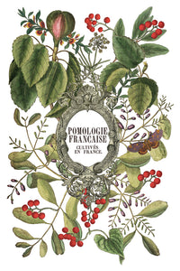 2025 Winter Holiday Collection Iron Orchid Clementine Transfer 8x12- 8 page Pad
