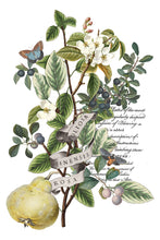Load image into Gallery viewer, 2025 Winter Holiday Collection Iron Orchid Clementine Transfer 8x12- 8 page Pad