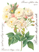 Load image into Gallery viewer, Summer/Fall 2024- ROSE BOTANICAL TRANSFER 8- 12&quot;x16&quot; PAGES *INCLUDES A FREE CLASS*