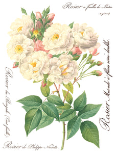 Summer/Fall 2024- ROSE BOTANICAL TRANSFER 8- 12"x16" PAGES *INCLUDES A FREE CLASS*