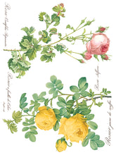 Load image into Gallery viewer, Summer/Fall 2024- ROSE BOTANICAL TRANSFER 8- 12&quot;x16&quot; PAGES *INCLUDES A FREE CLASS*