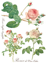 Load image into Gallery viewer, Summer/Fall 2024- ROSE BOTANICAL TRANSFER 8- 12&quot;x16&quot; PAGES *INCLUDES A FREE CLASS*