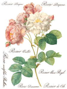 Summer/Fall 2024- ROSE BOTANICAL TRANSFER 8- 12"x16" PAGES *INCLUDES A FREE CLASS*