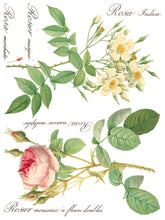 Load image into Gallery viewer, Summer/Fall 2024- ROSE BOTANICAL TRANSFER 8- 12&quot;x16&quot; PAGES *INCLUDES A FREE CLASS*