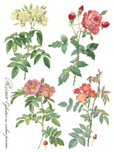 Load image into Gallery viewer, Summer/Fall 2024- ROSE BOTANICAL TRANSFER 8- 12&quot;x16&quot; PAGES *INCLUDES A FREE CLASS*