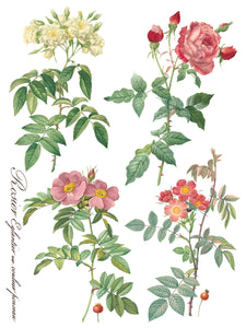 Summer/Fall 2024- ROSE BOTANICAL TRANSFER 8- 12"x16" PAGES *INCLUDES A FREE CLASS*