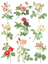 Load image into Gallery viewer, Summer/Fall 2024- ROSE BOTANICAL TRANSFER 8- 12&quot;x16&quot; PAGES *INCLUDES A FREE CLASS*